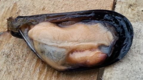 cozza di Scardovari Dop