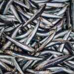 alici-prodotti-tipici-campania-colatura