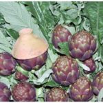 carciofo-castellammare-prodotti-campania