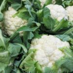 cavolo-gigante-napoli-prodotti-campania