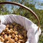 fico-bianco-dop-salento-prodotti-campania