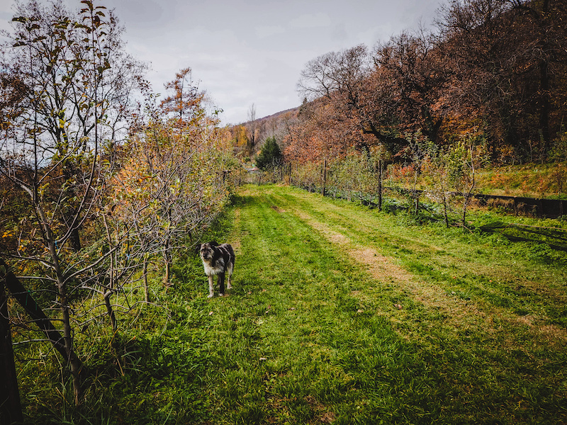 Azienda Agricola Abete Bianco