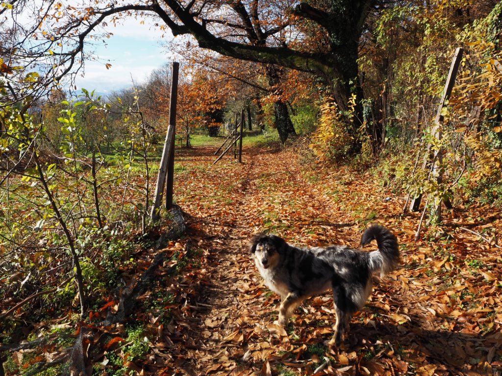 Azienda Agricola Abete Bianco
