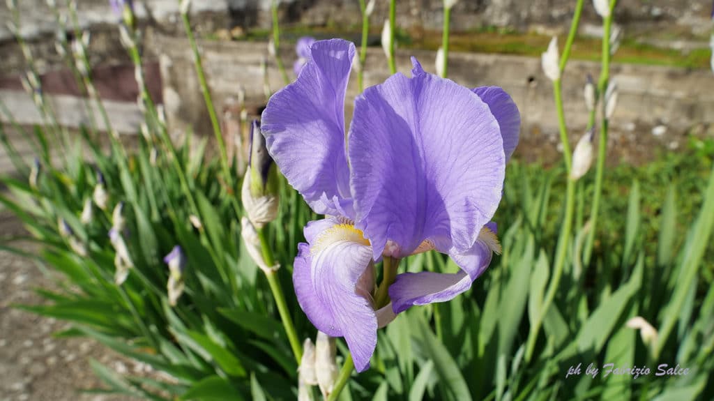 iris