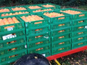 azienda agricola guidi