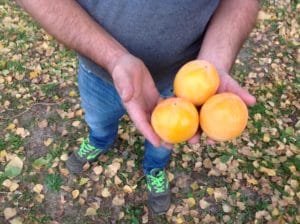azienda agricola guidi